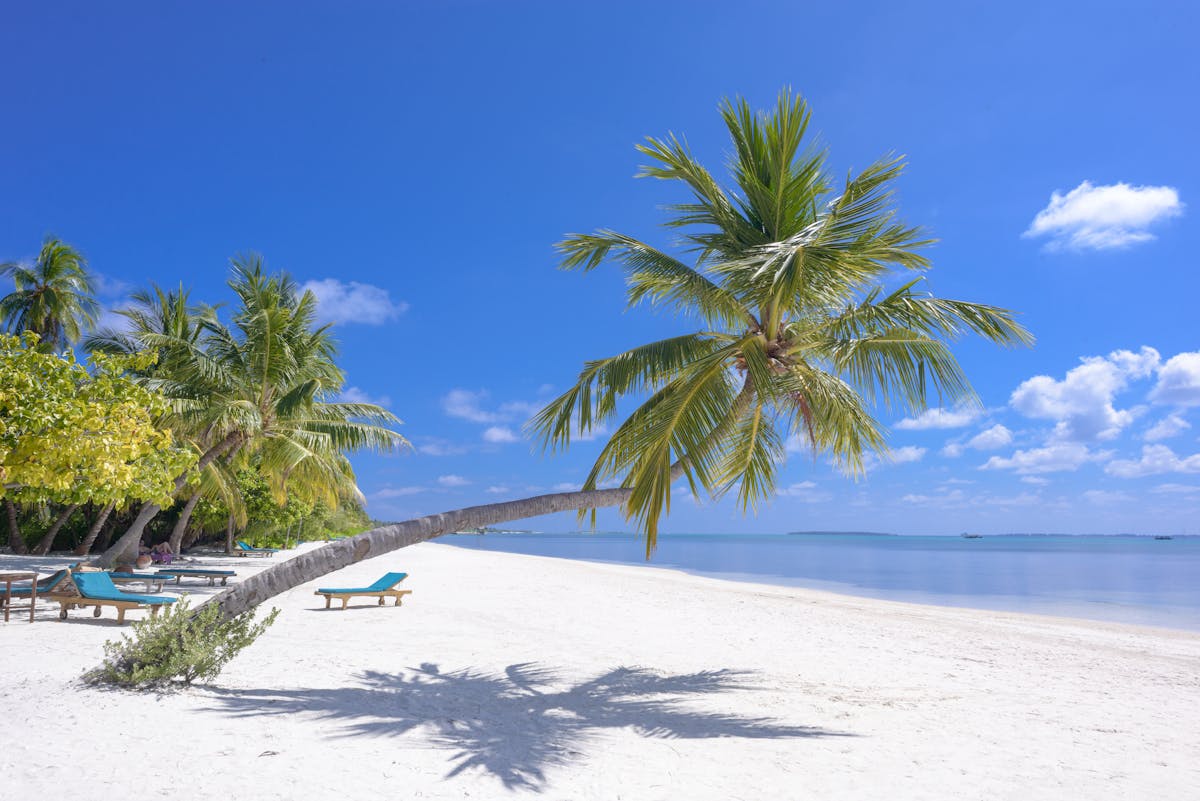 Tropical beach with palm trees and clear ocean water representing affordable coastal living